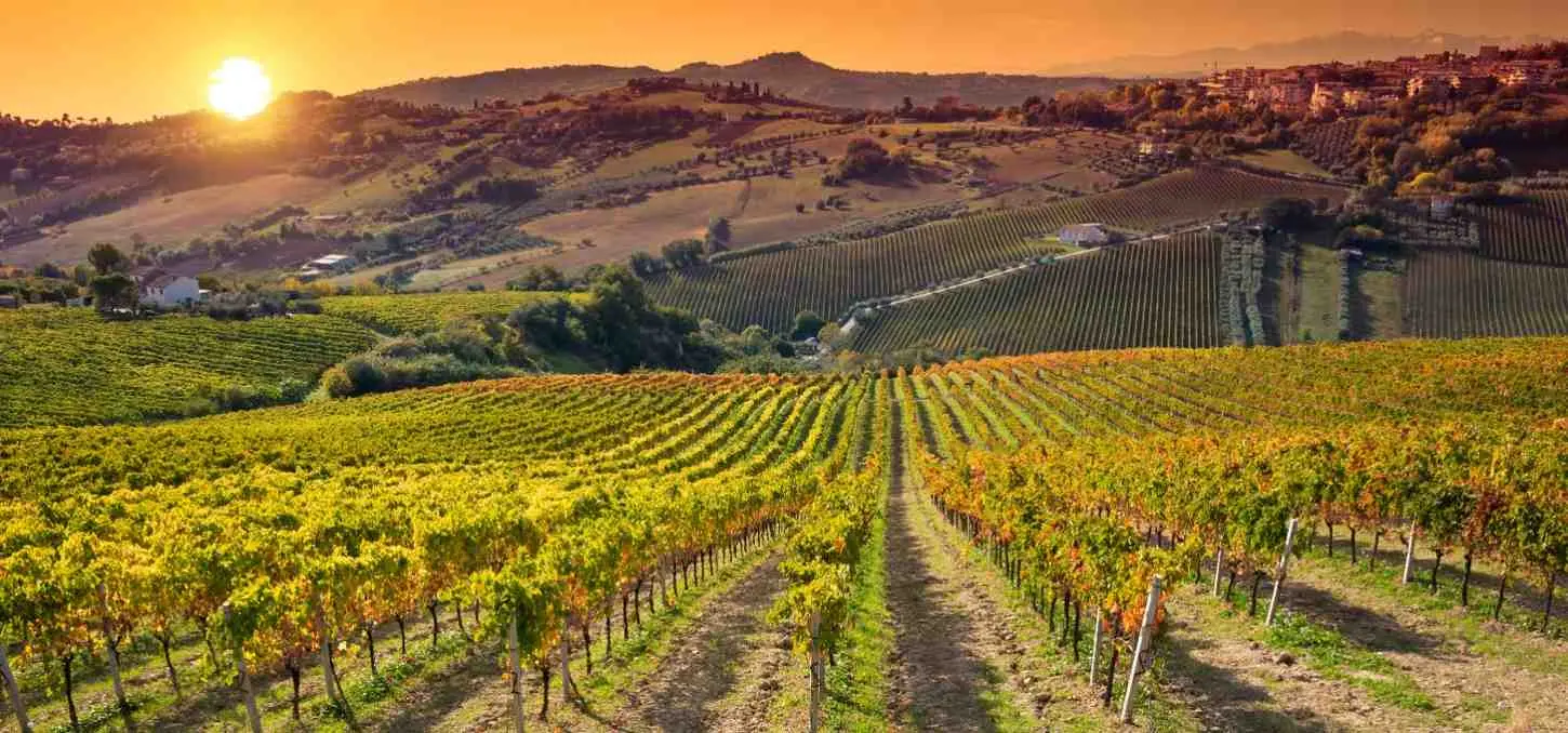 Discover California’s Vineyards on a Private Wine Tour with Our Luxury Vehicles