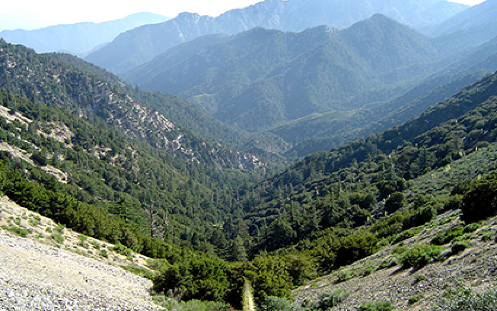 Angeles National Forest