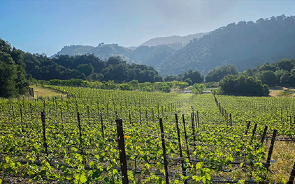 Ventura County Wineries
